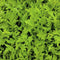 Rocket Salad Seeds (Arugula)
